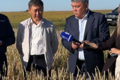 Начало уборки и День поля отметили аграрии северного Казахстана