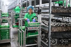 Шампиньоны к празднику: умную грибную ферму запустили в Петропавловске