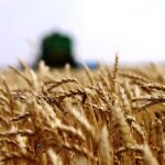 СҚО-да шығарылатын глютен  Бразилияға экспортталды