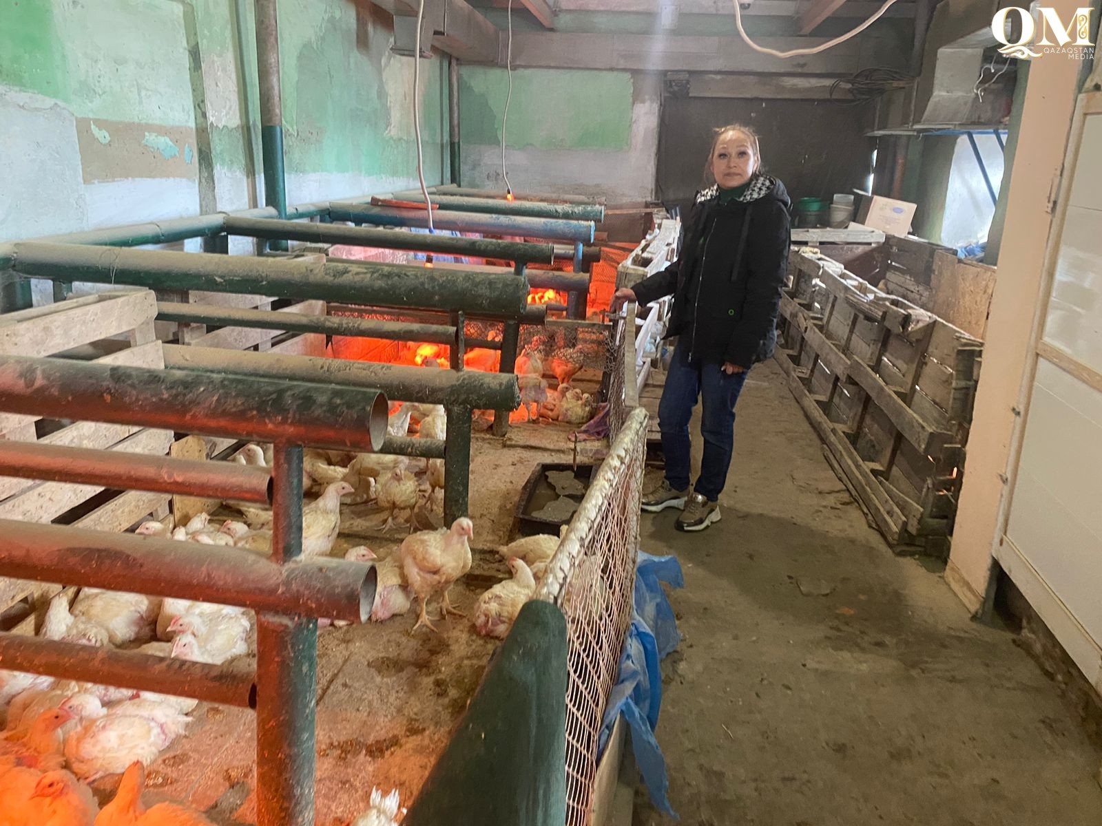 Петропавлда сотталғандар гидропоника әдісін қолданып жүр