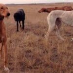 Қазақы ит тұқымдарының стандарты бекітілді