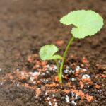 Биыл СҚО алқаптарына 200 мың тонна минералды тыңайтқыштар енгізіледі