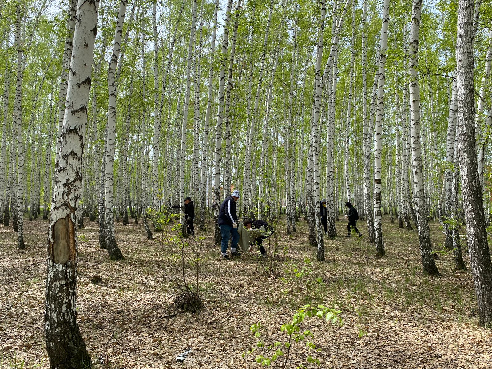 Экоакция: кому приходится убирать Мещанский лес после отдыхающих