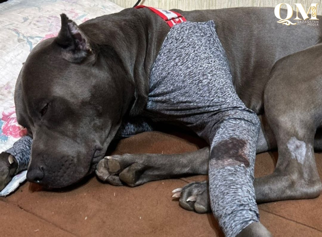 Пострадавшую от нападения Стаффорда в Петропавловске собаку прооперировали