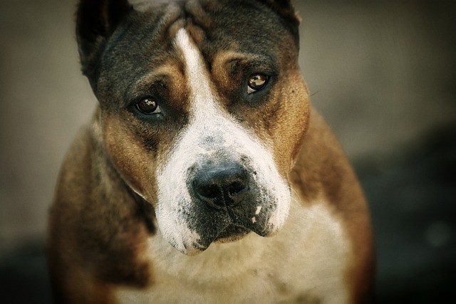 В Петропавловске собаку, пострадавшую от нападения стаффорда, везут на операцию в Россию