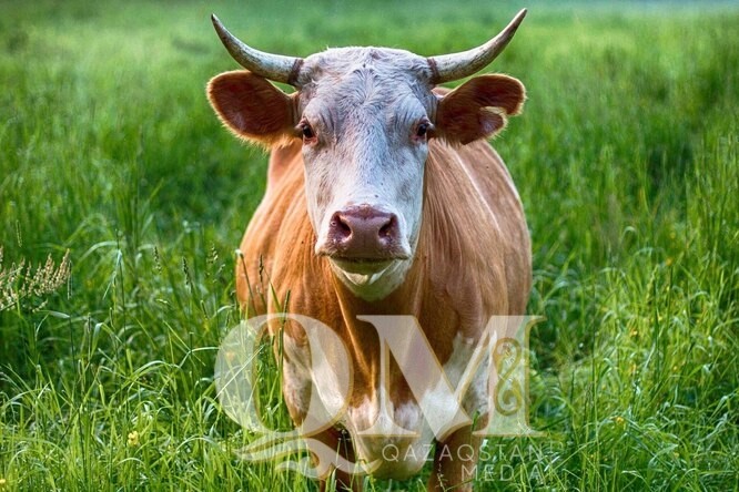 Карантин по бруцеллёзу установили в трёх сёлах СКО