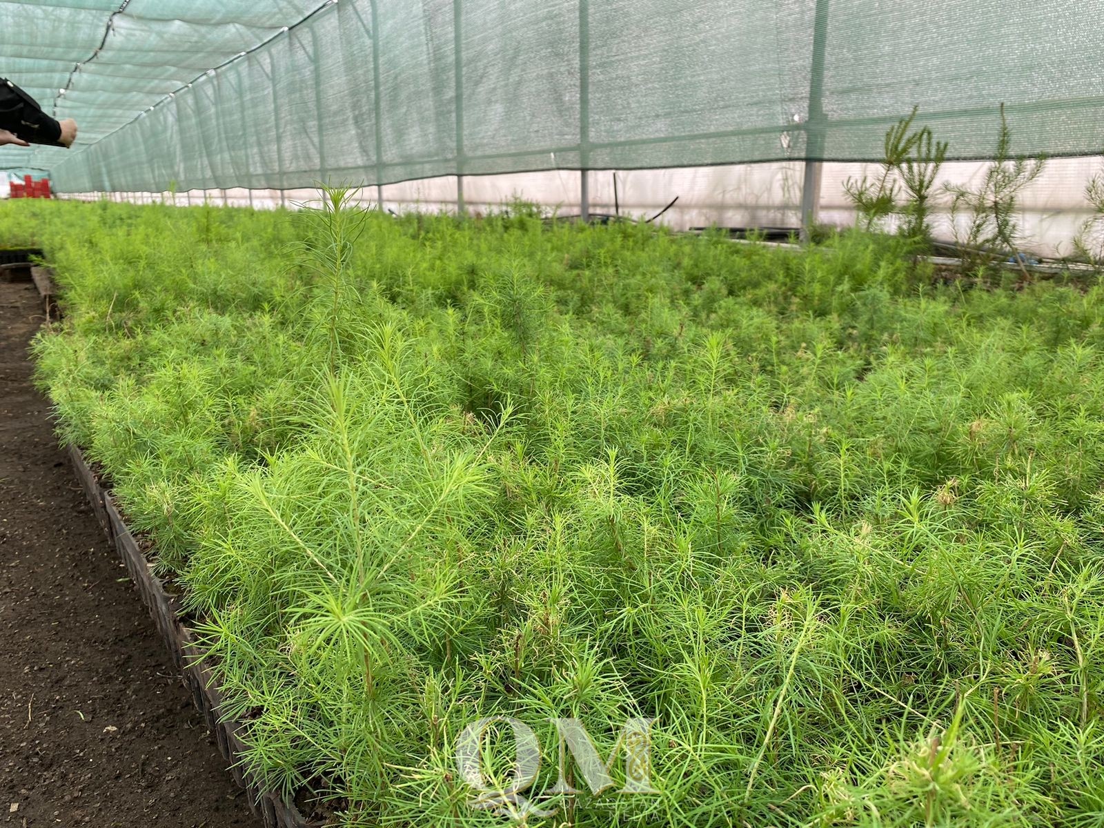 Лесосад появится в Северном Казахстане