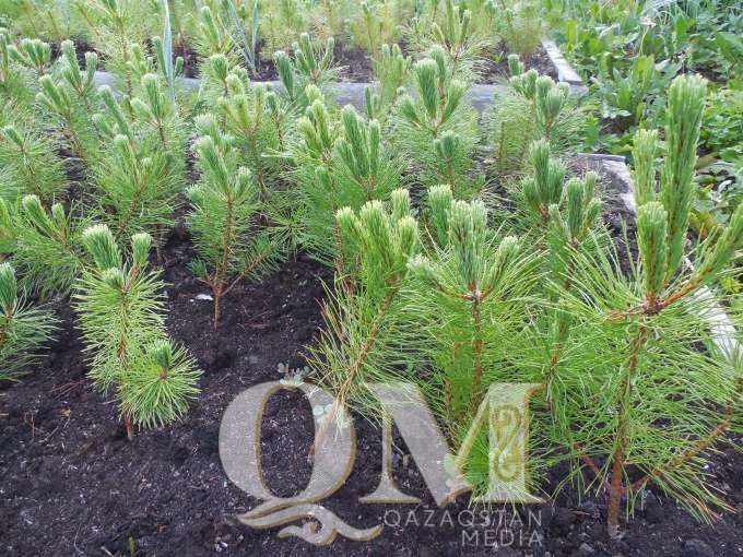 Саженцы сосны выращивают в питомнике Есильского района