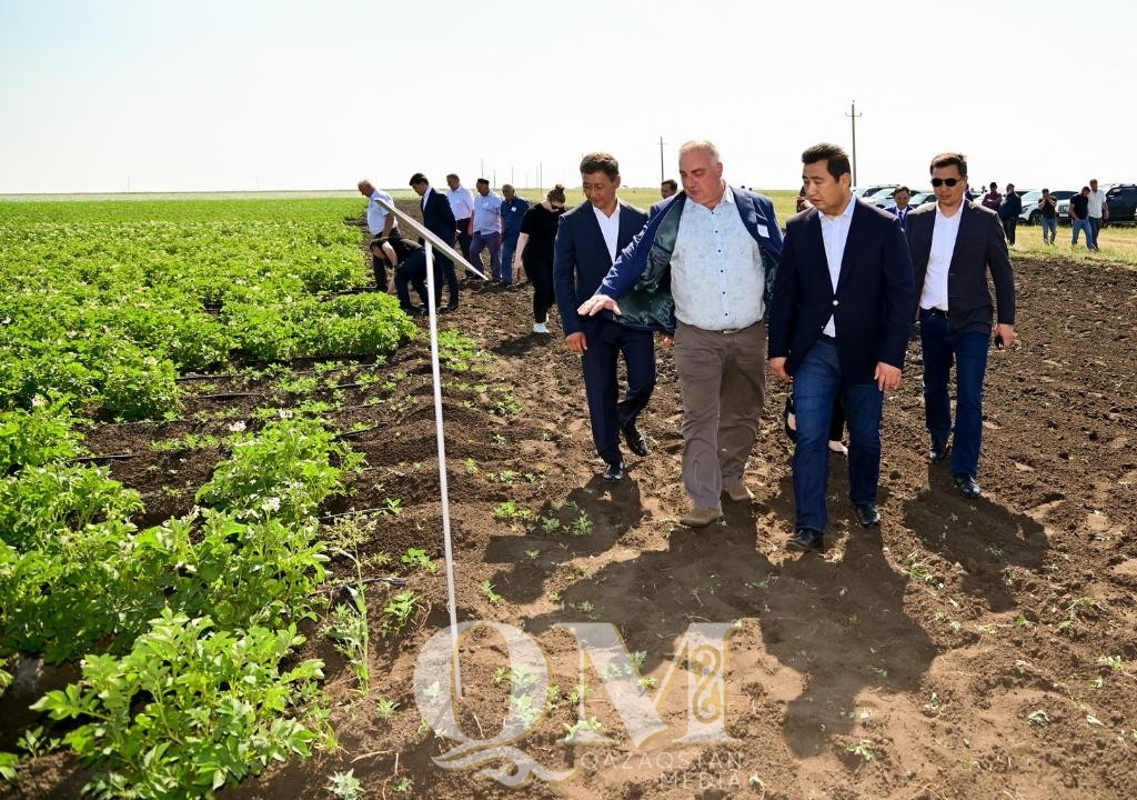 Капельное орошение на полях с картофелем используют в СКО