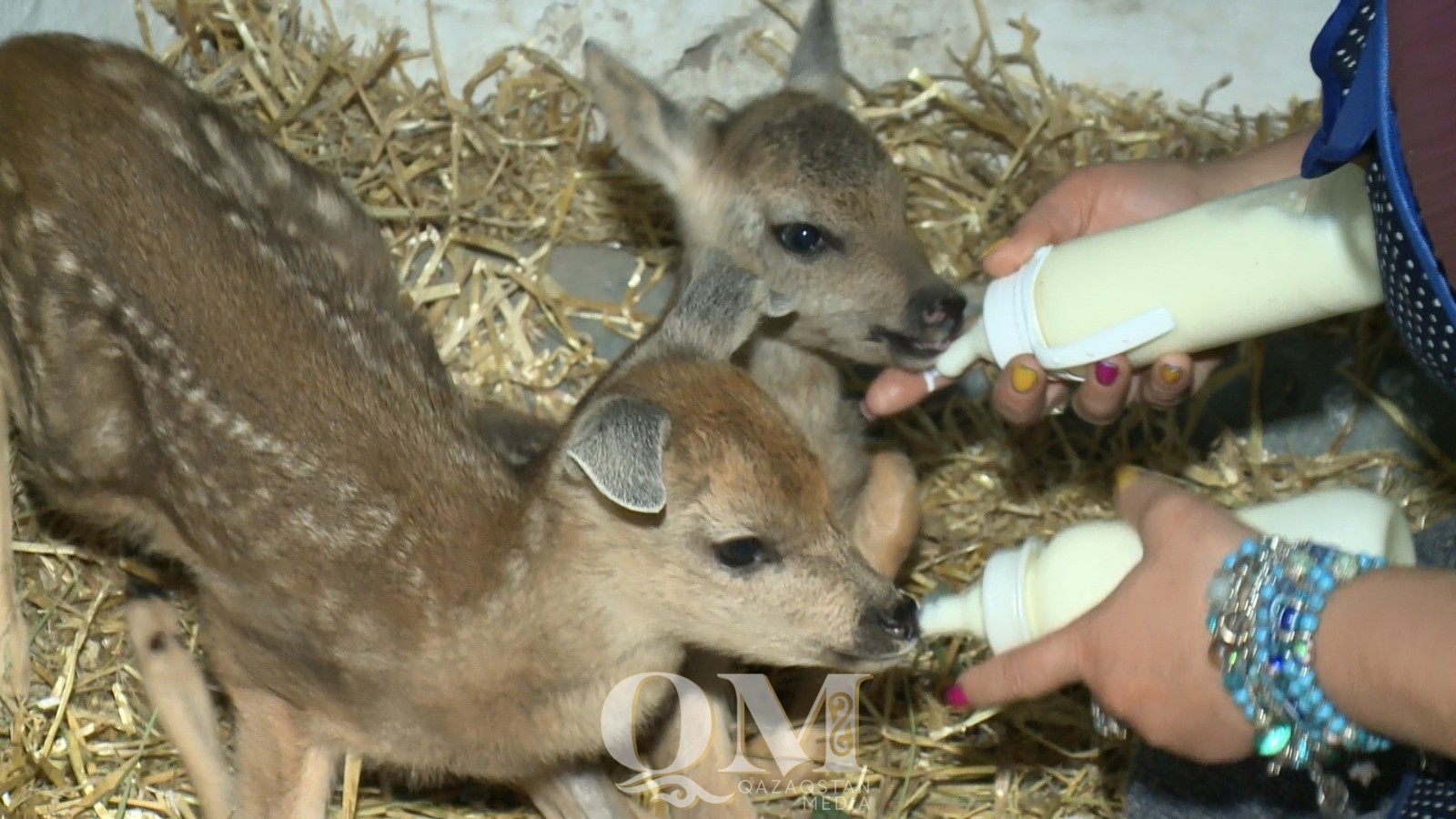 Ботаникалық баққа орманда табылған еліктің 2 лағы әкелінді