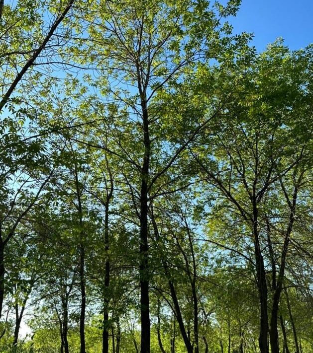 СҚО әкімі: Бір ағашты кескеннен кейін, орнына бесеуін отырғызатындай қылу керек