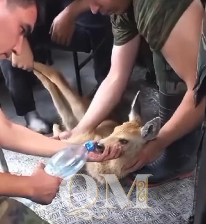 СҚО-да өрт сөндірушілер еліктің лағын құтқарып қалды