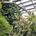 Петропавлдағы жылу электр орталығының оранжереясында 100-ден астам өсімдік бар