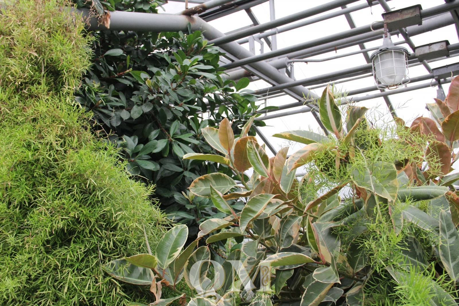 Петропавлдағы жылу-электр орталығының оранжереясында 100-ден астам өсімдік бар