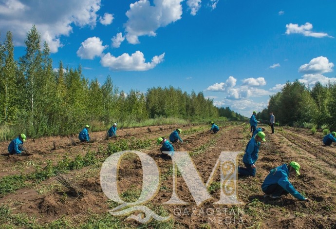 Отряды «Жасыл ел» возобновили работу в СКО