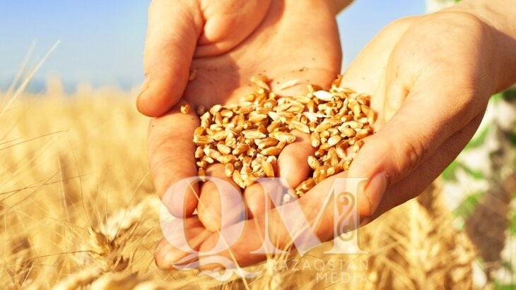 Богатый урожай ожидается в СКО