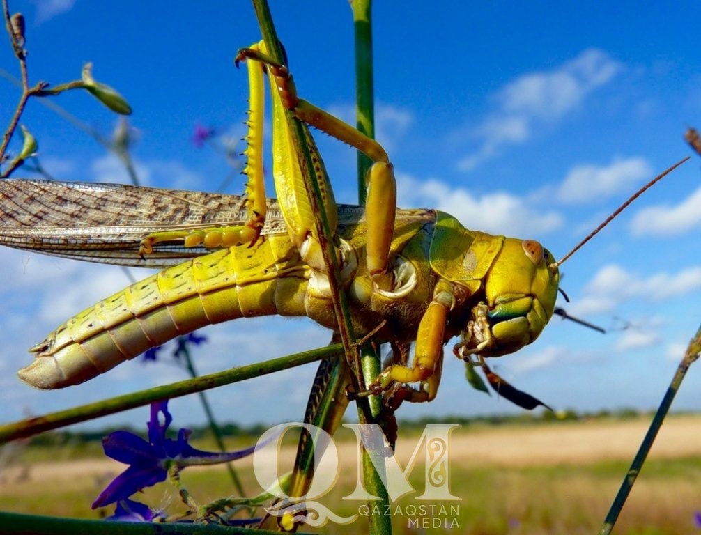 В приграничных хозяйствах СКО проводят защиту полей от саранчи