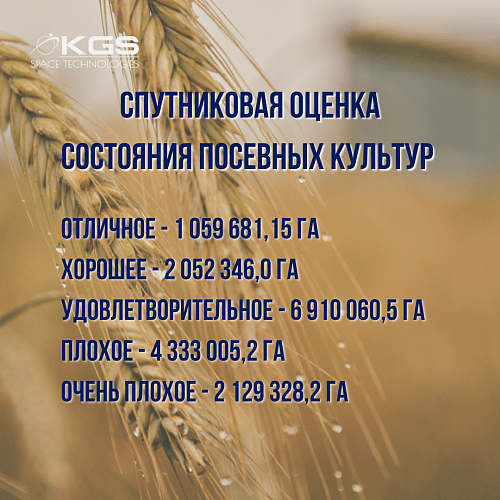 40 процентов зерновых в плохом состоянии в Казахстане