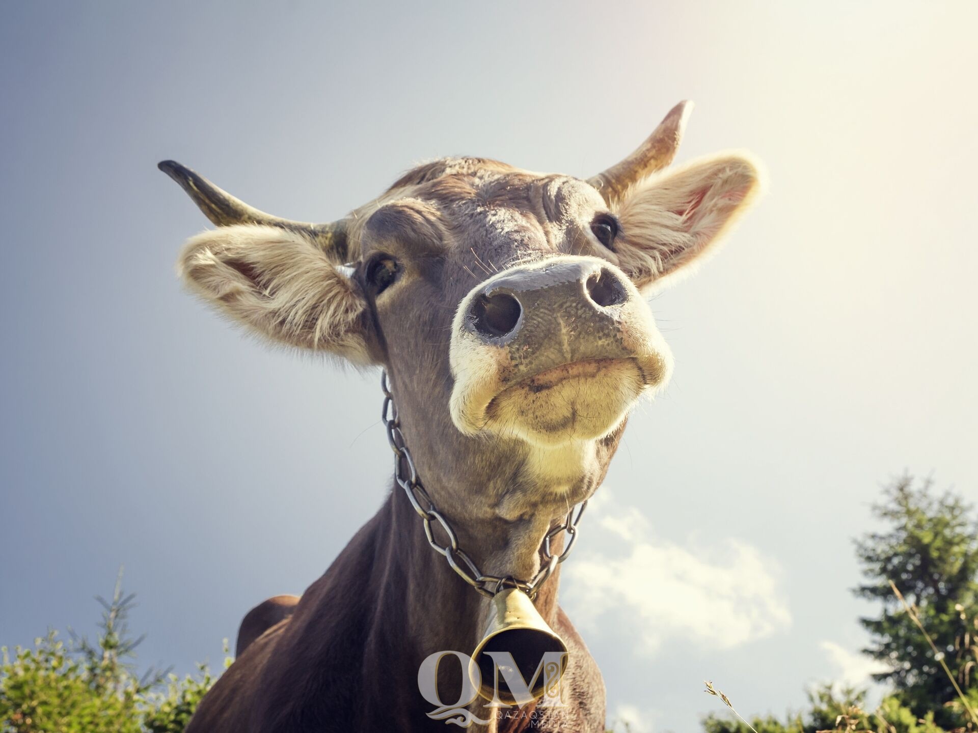 Ограничения из-за вспышки бруцеллёза ввели в селе на севере Казахстана