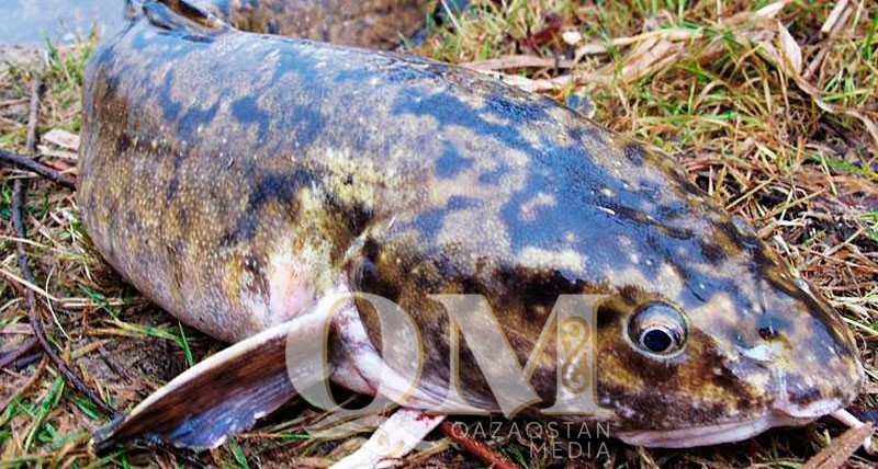 50 кг судака и налима погибло на реке Есиль в СКО