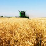 Солтүстік Қазақстанда егіннің 20 пайызға жуығы орылды