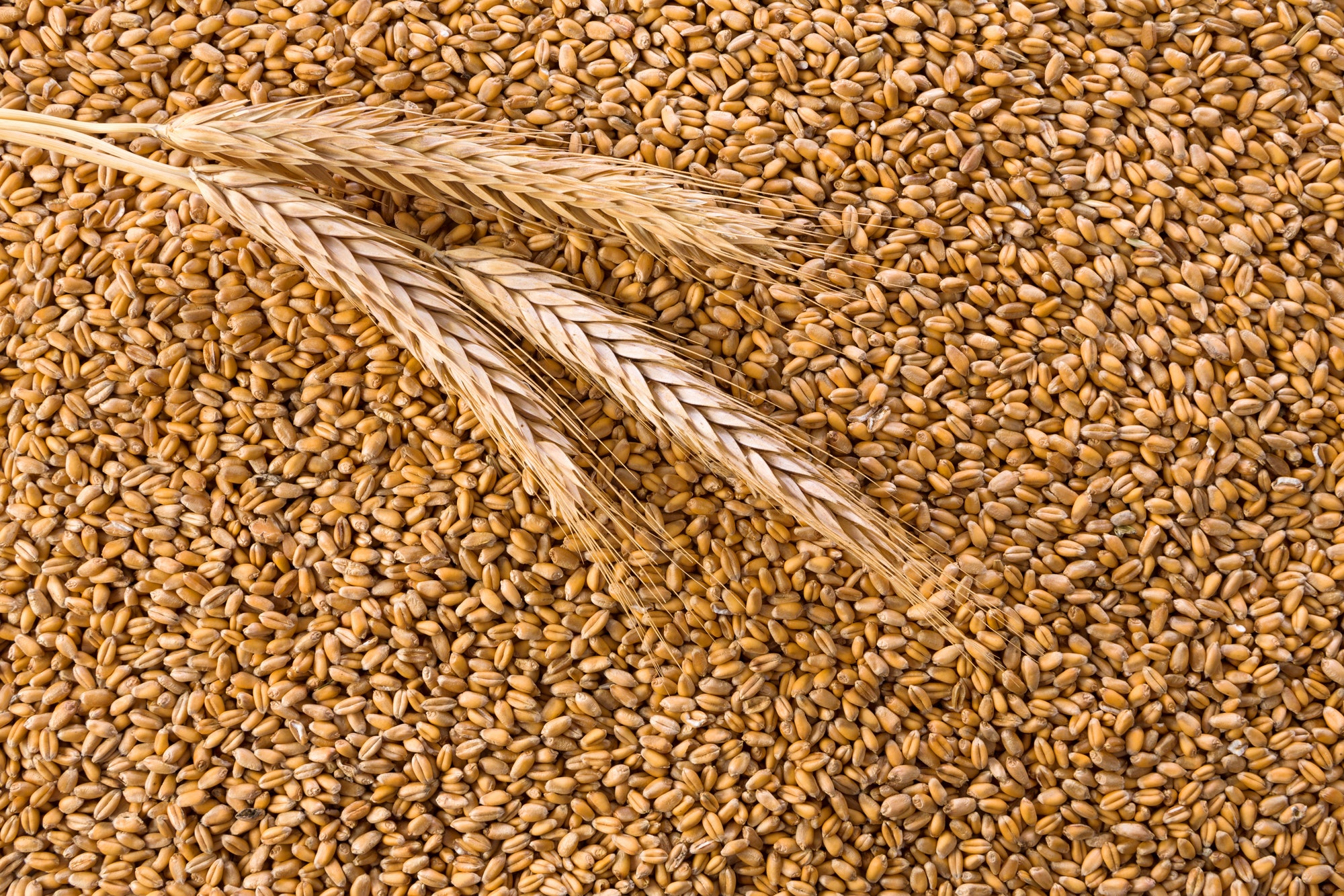 Низкое качество пшеницы нового урожая ожидают в Казахстане