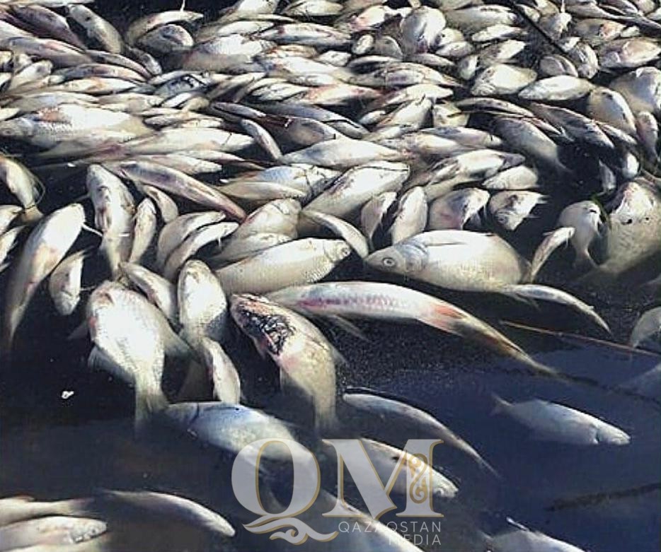 Стала известна предварительная причина гибели рыбы на озере Питное в СКО