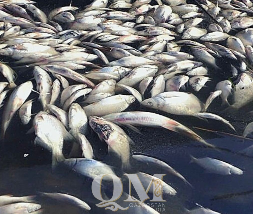 Жамбыл ауданындағы Питное көлінде балық қырылды