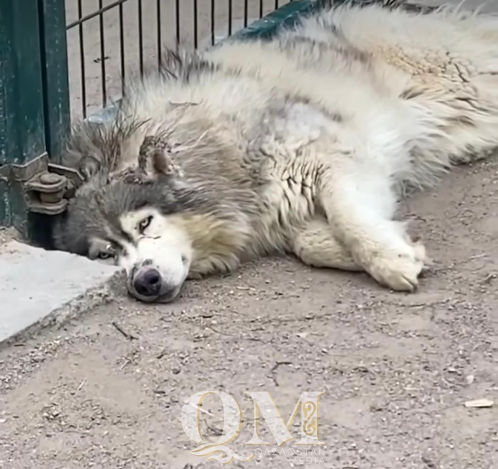 Green Park-тегі иттердің жағдайы жақсы – демалыс орнының өкілдері түсініктеме берді