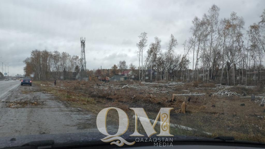 Судебные разбирательства по делу о вырубке берёзовой рощи продолжаются в Петропавловске