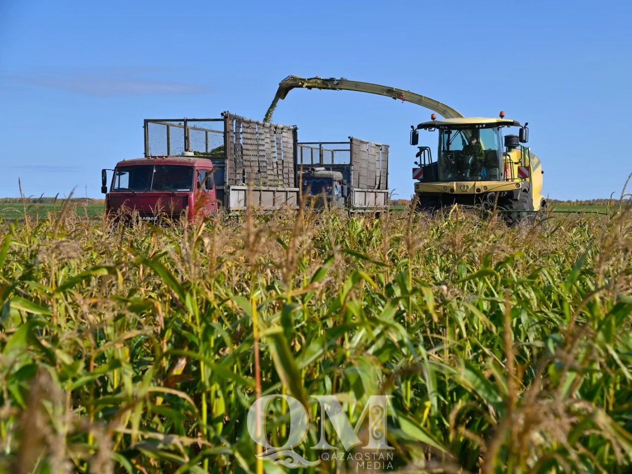 СҚО-да астықтың 80 пайызы жиналды