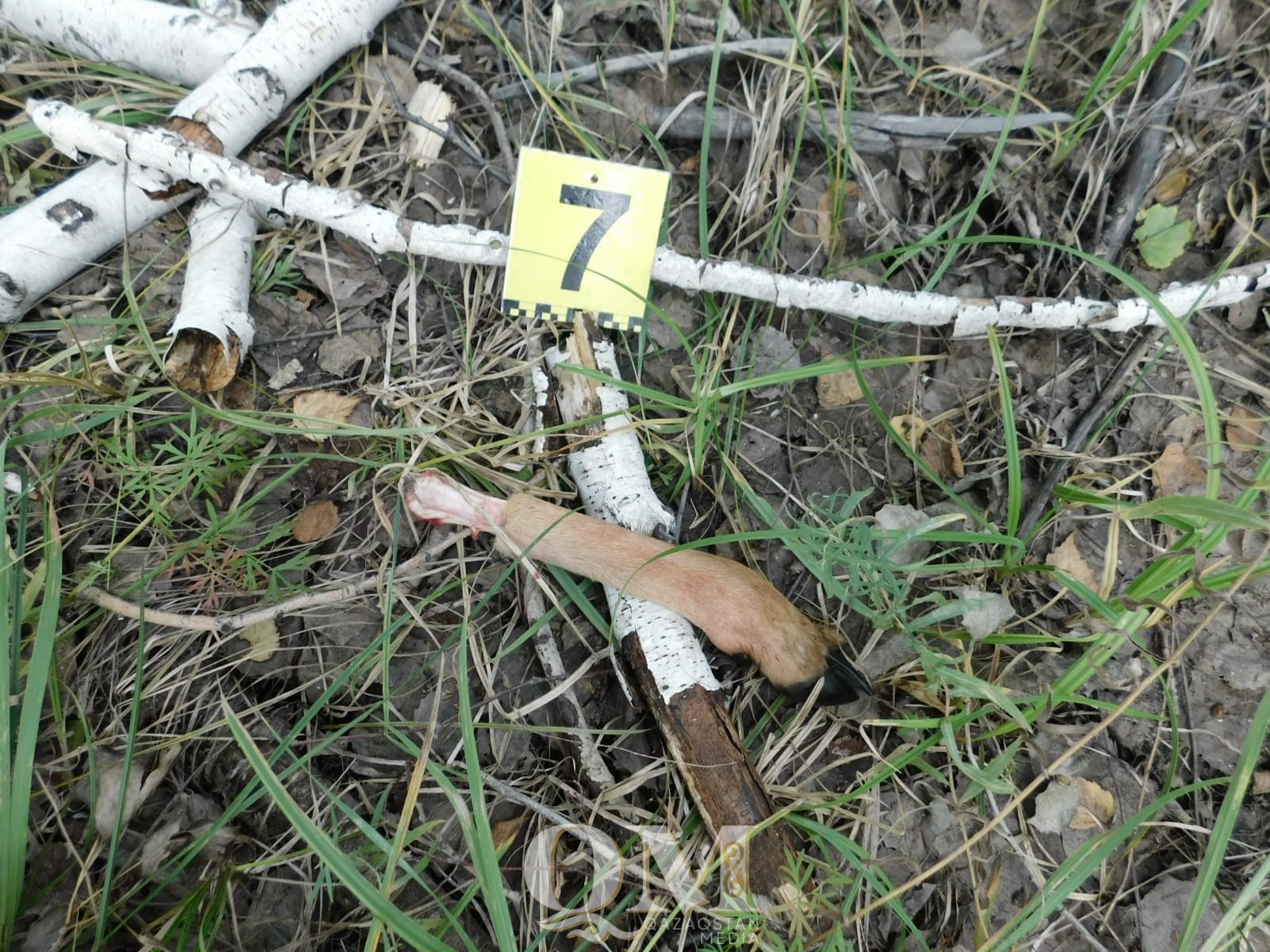 СҚО-да заңсыз елік атып алған браконьер қаруды әкесінің үйінде жасырған