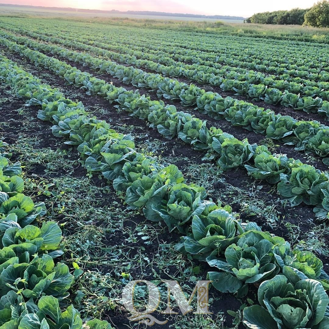 Свыше трёхсот тысяч тонн овощей и картофеля собрали в СКО