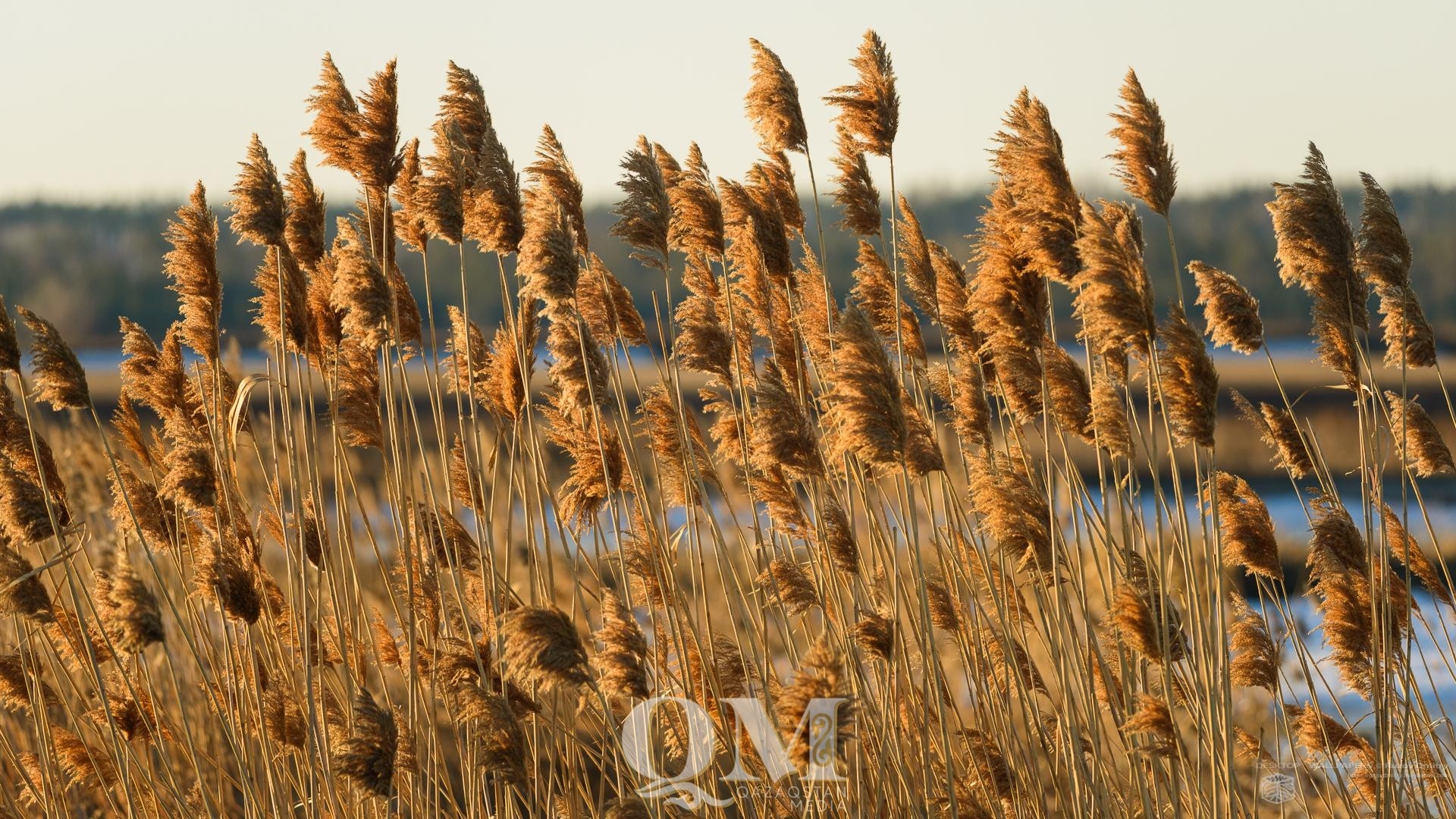 «Работайте на опережение» - скосить камыш и сухую траву поручил аким СКО