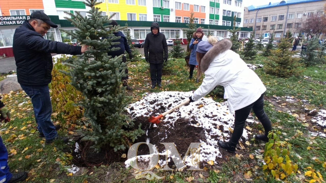 11 елей высадили молодые врачи в Петропавловске