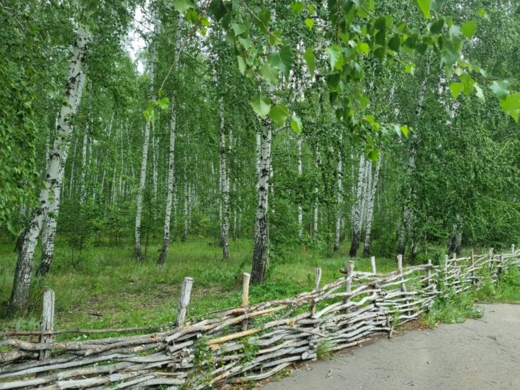 Лес останется: продолжение истории о переводе земель лесного фонда в границах Петропавловска