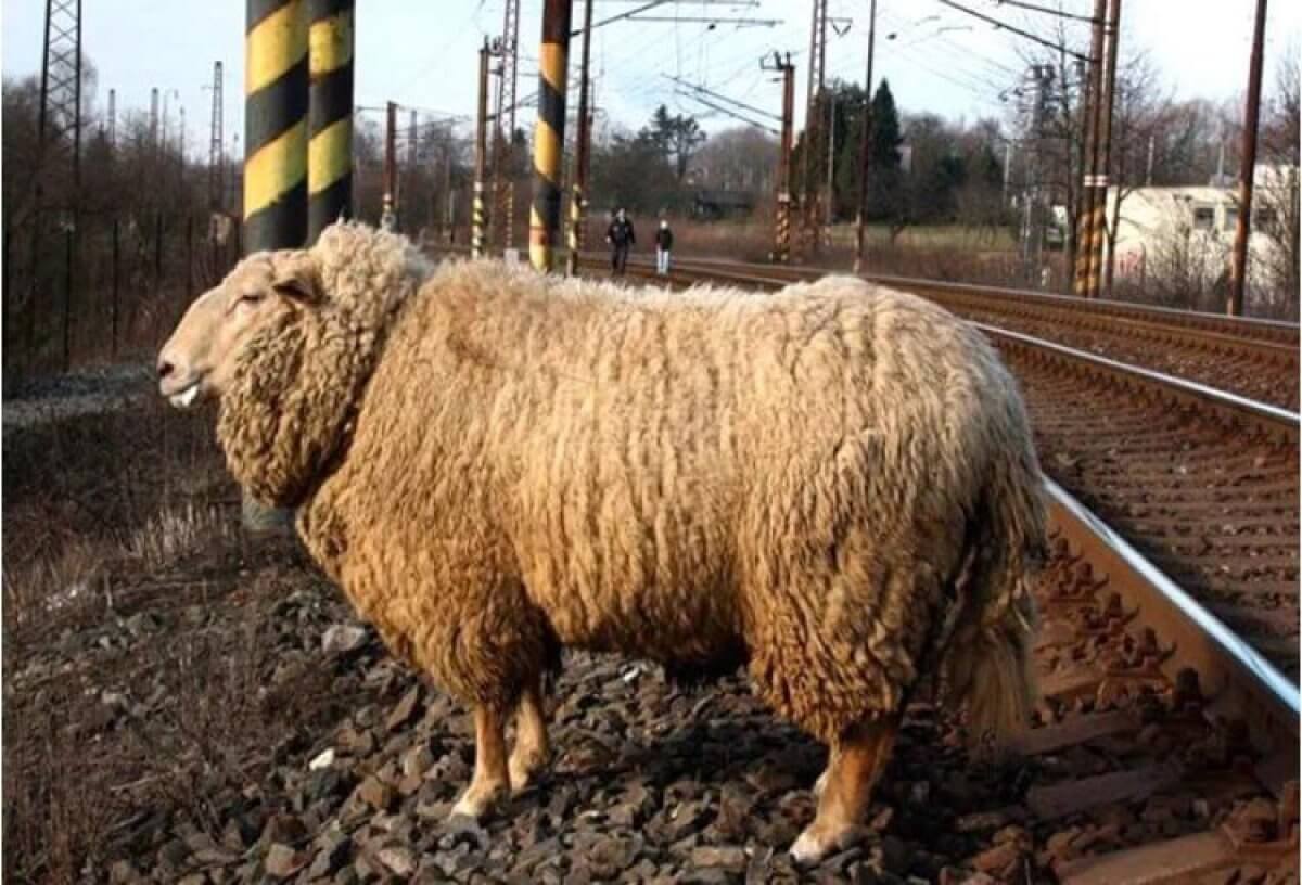 Отара овец попала под грузовой поезд в СКО