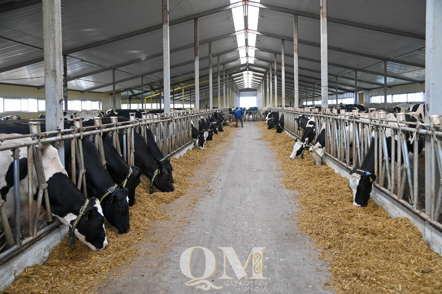 Молочная ферма за 1,1 млрд тенге начала работать в СКО
