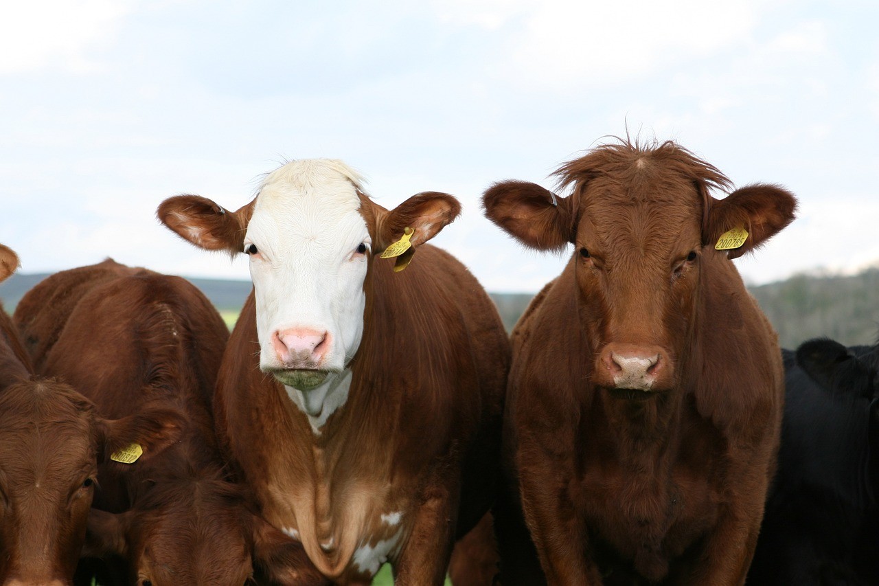Развитие молочного скотоводства в СКО продолжает набирать обороты