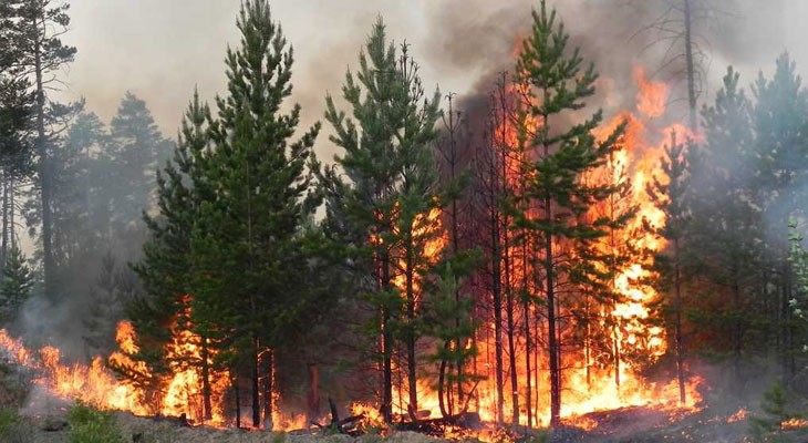 79 гектаров леса сгорело в этом году в СКО