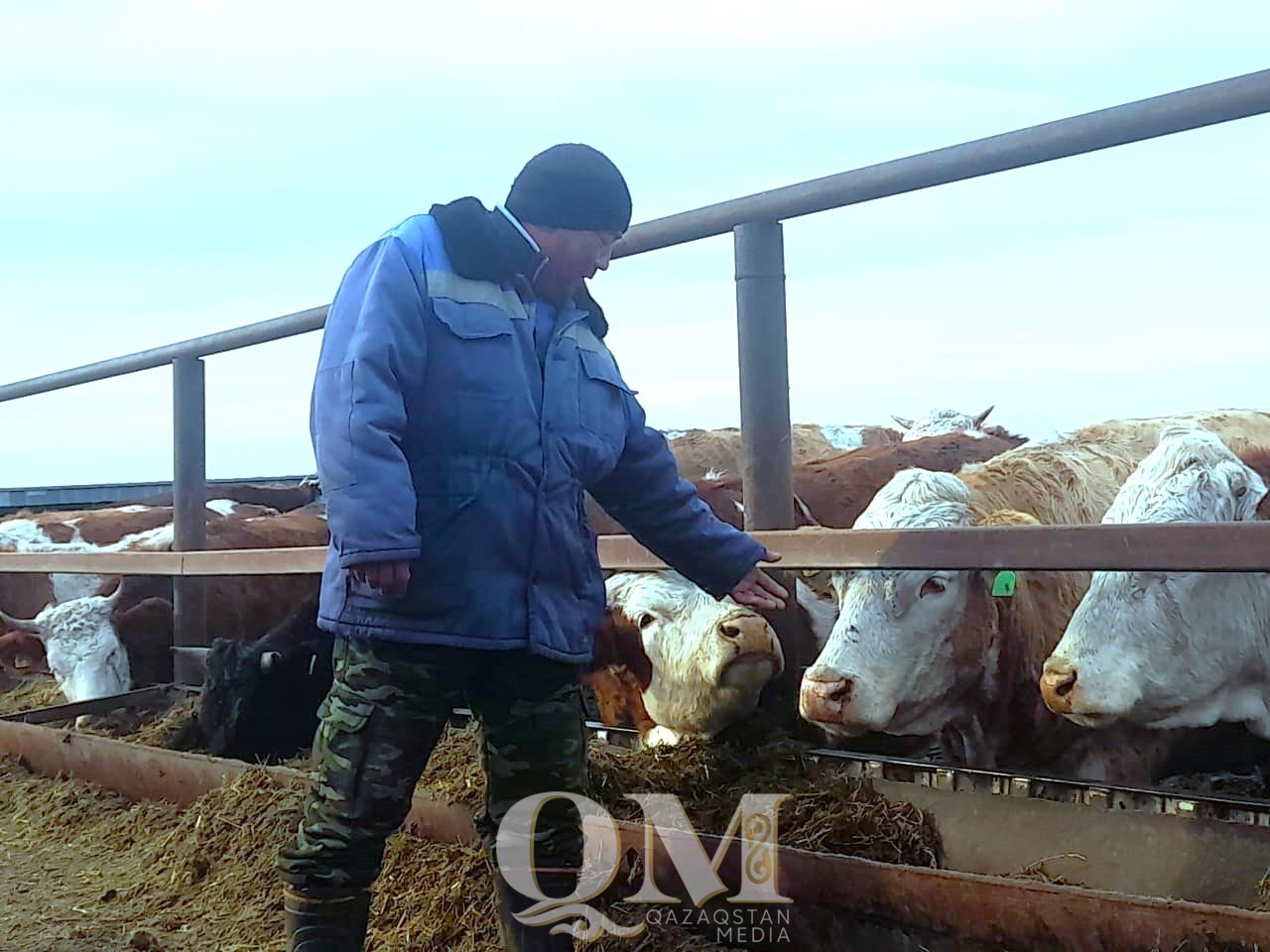 «К каждой корове нужен подход», - скотник-пастух из СКО