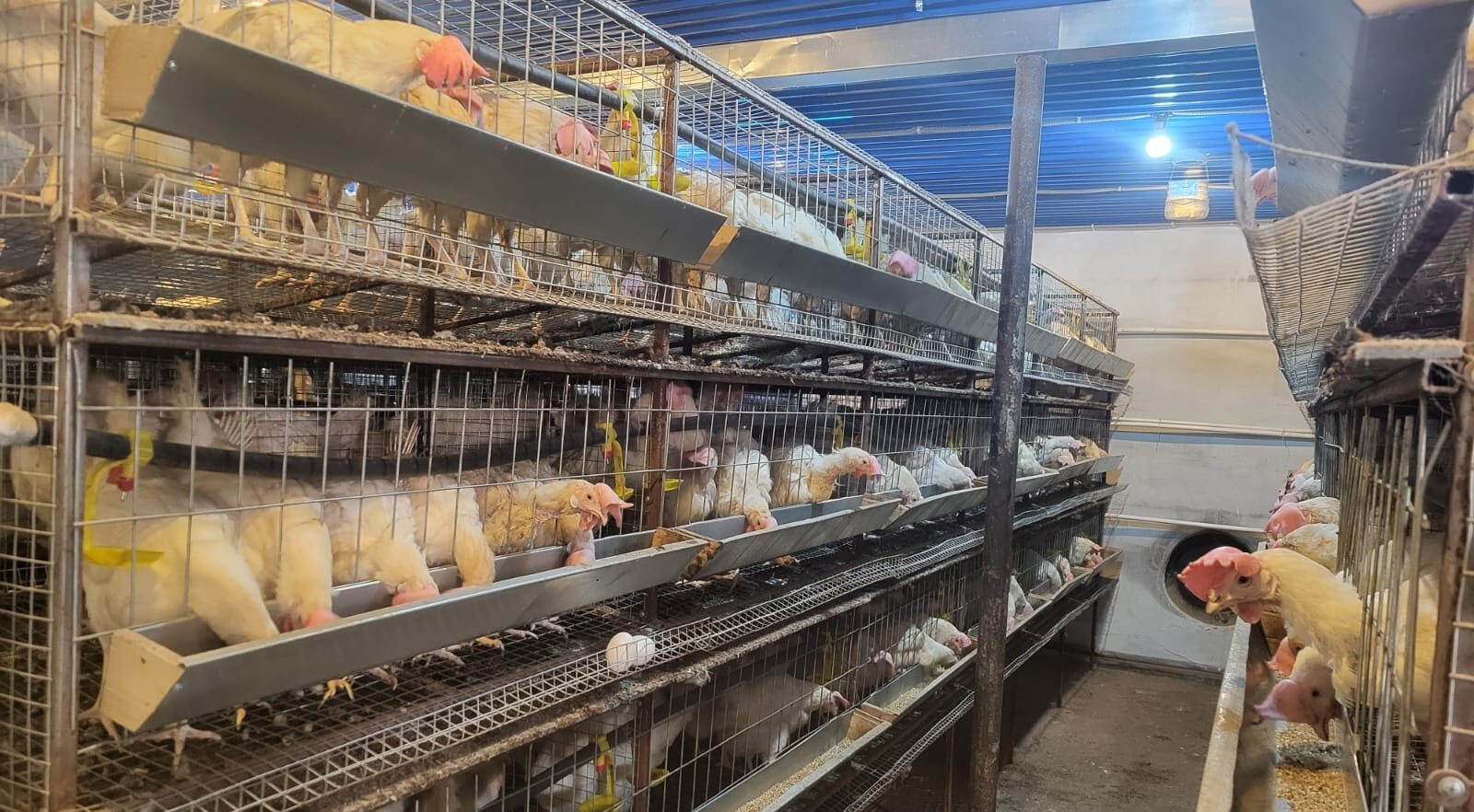 Птицеферму с помощью государства открыли жители СКО