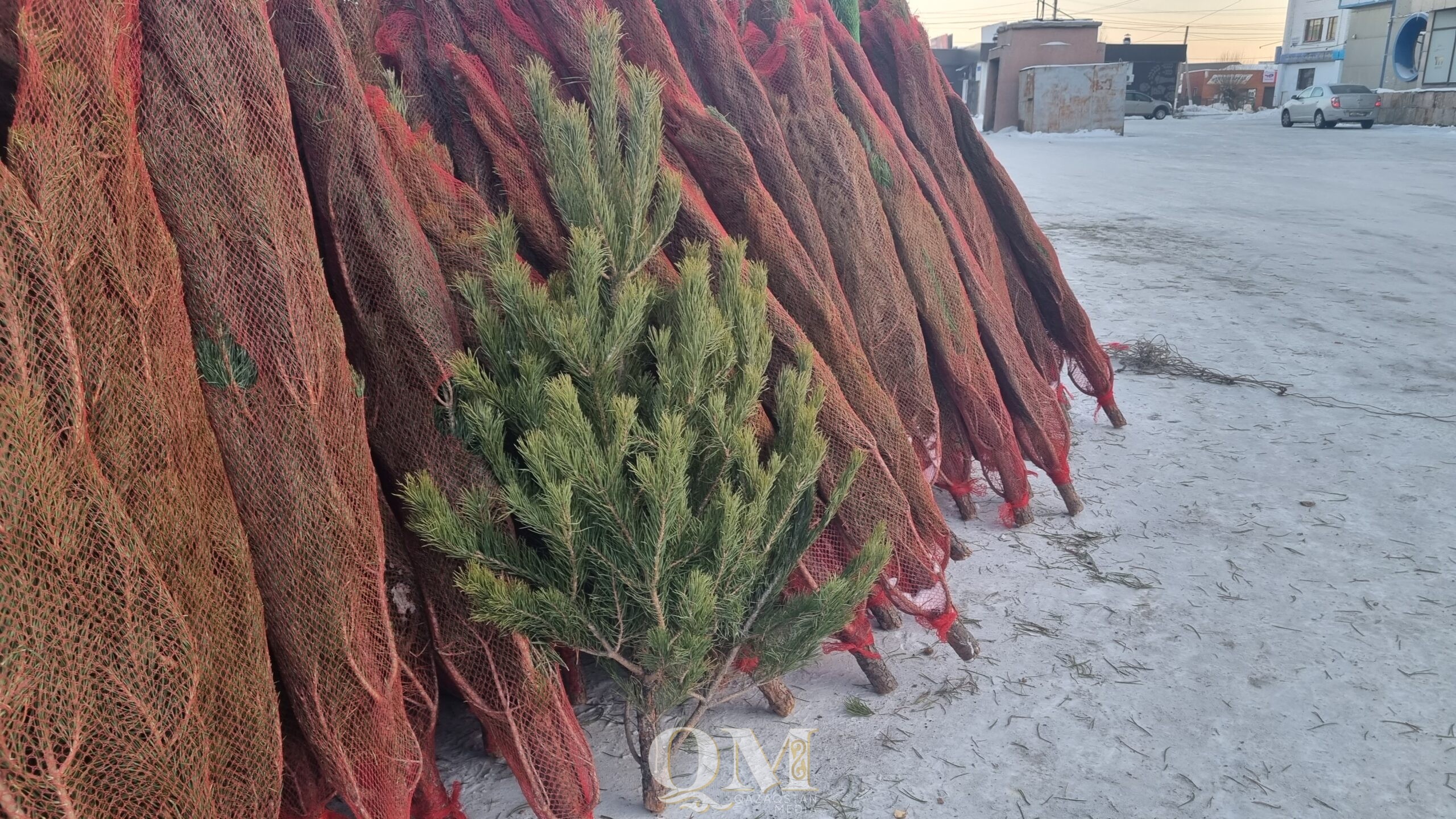 Дорогой Новый год: сколько стоят ёлки в Петропавловске