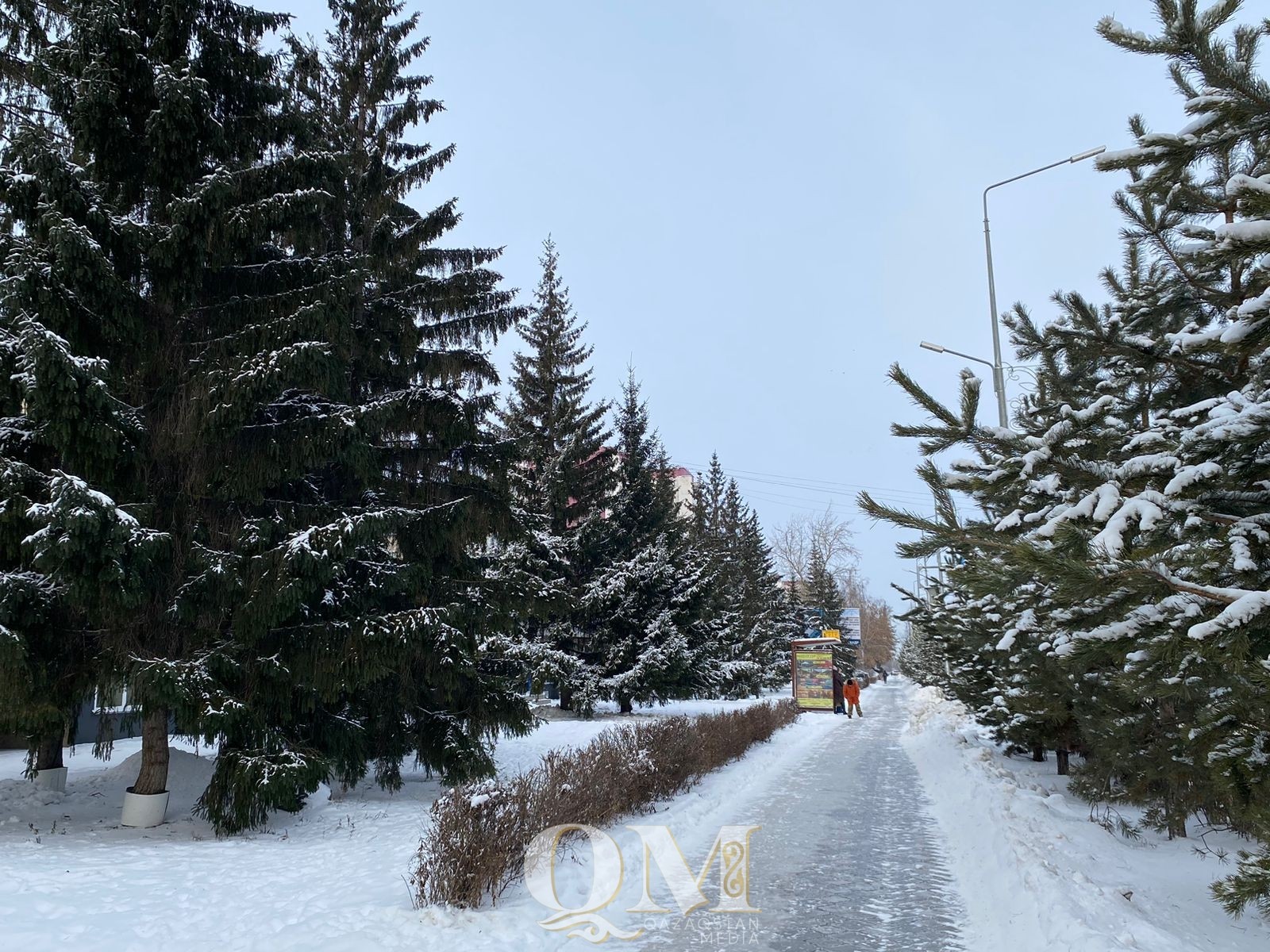 Больше 500 тысяч тенге – штраф за срубленную ёлку в СКО