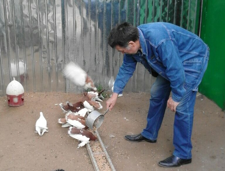 Пенсионер из Петропавловска 65 лет занимается разведением голубей