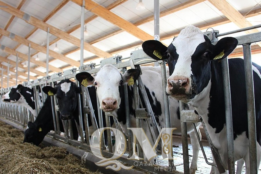 В СПК «Солтүстік» одобрили финансирование строительства пяти молочных ферм