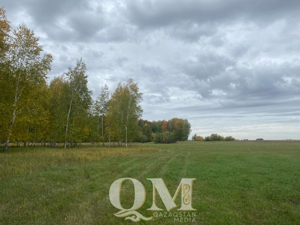 Больше 1,5 тысяч гектаров леса вырубили в СКО