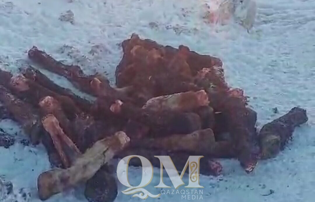 Нашли тех, кто выбросил останки животных возле дачного сообщества в Петропавловске