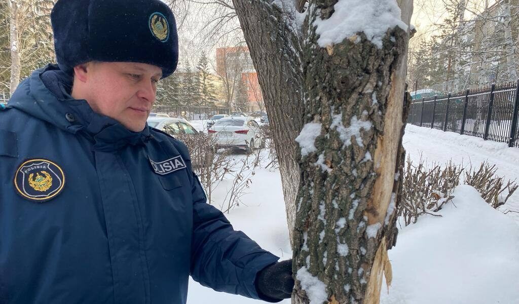 Строители возместят ущерб за поврежденные деревья в центре Петропавловска