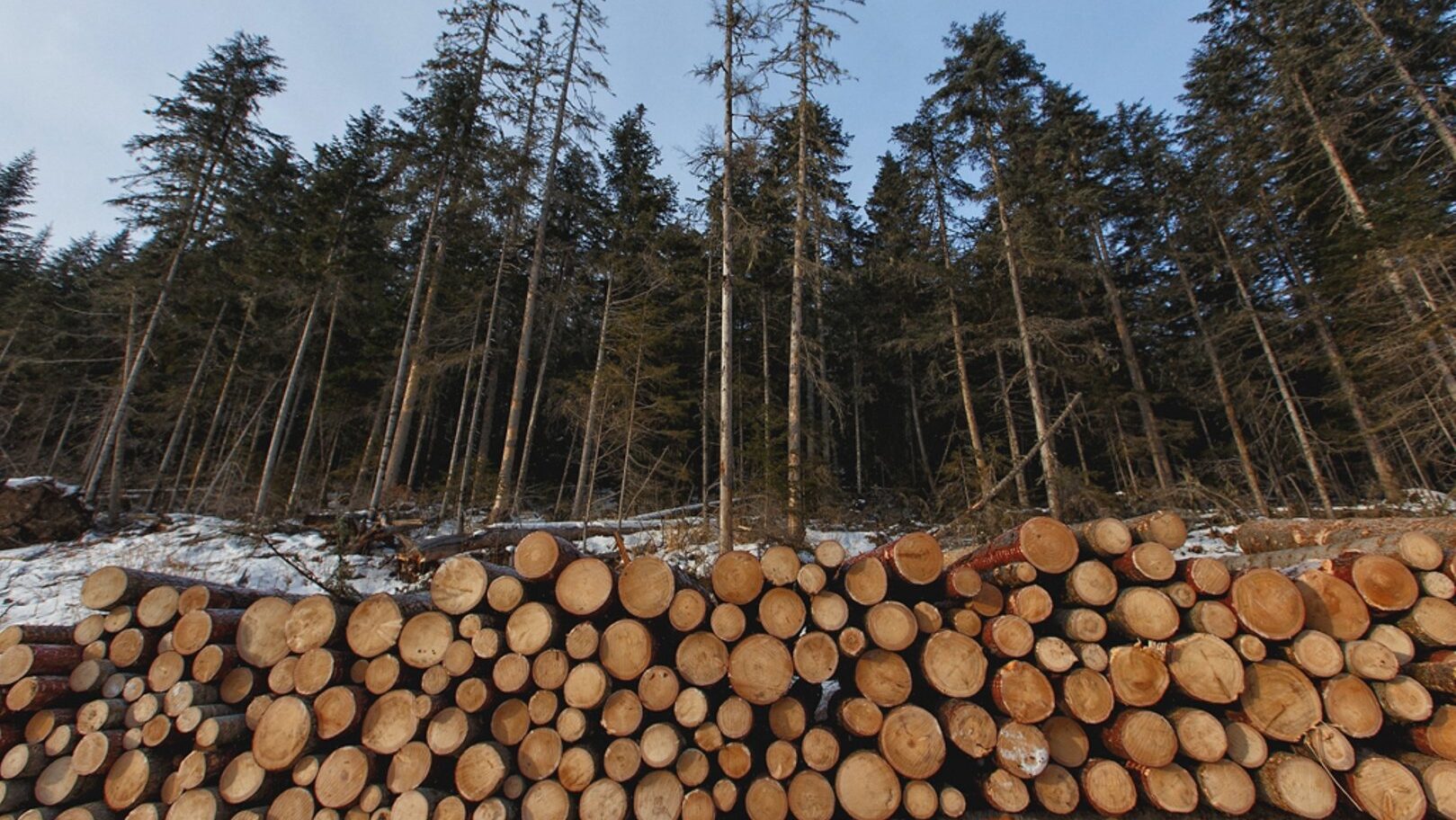 Не восстановили 534 га леса и отпускали древесину выше нормы в лесных хозяйствах СКО